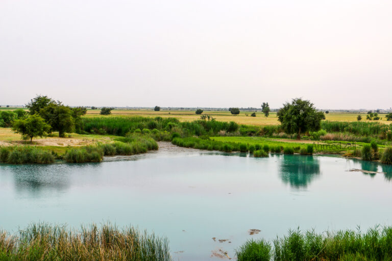 رود شاوور